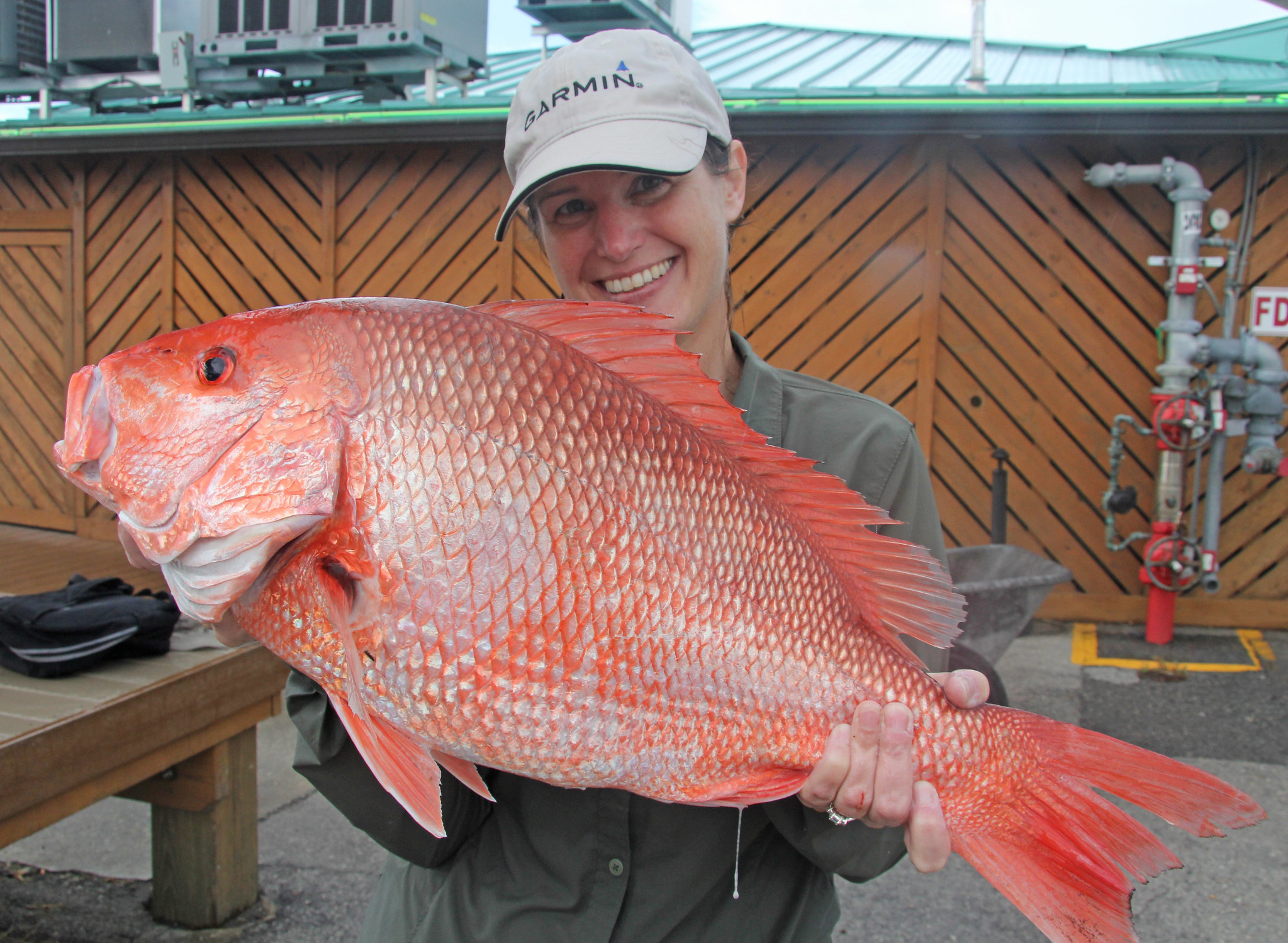 Atlantic red snapper in Florida