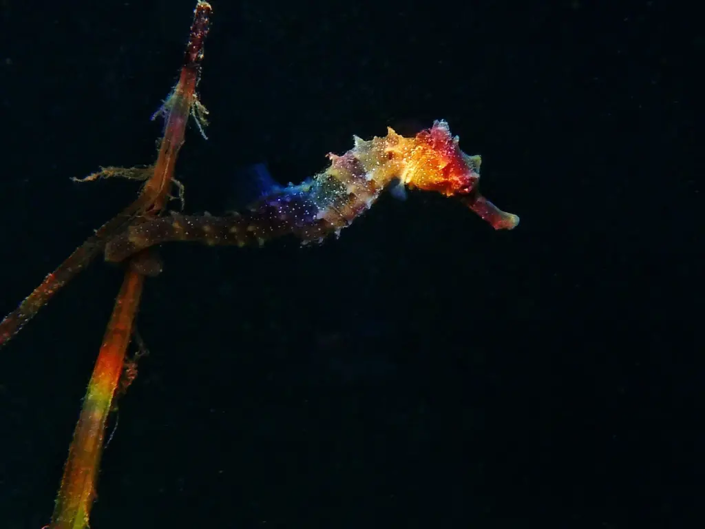 A colorful seahorse