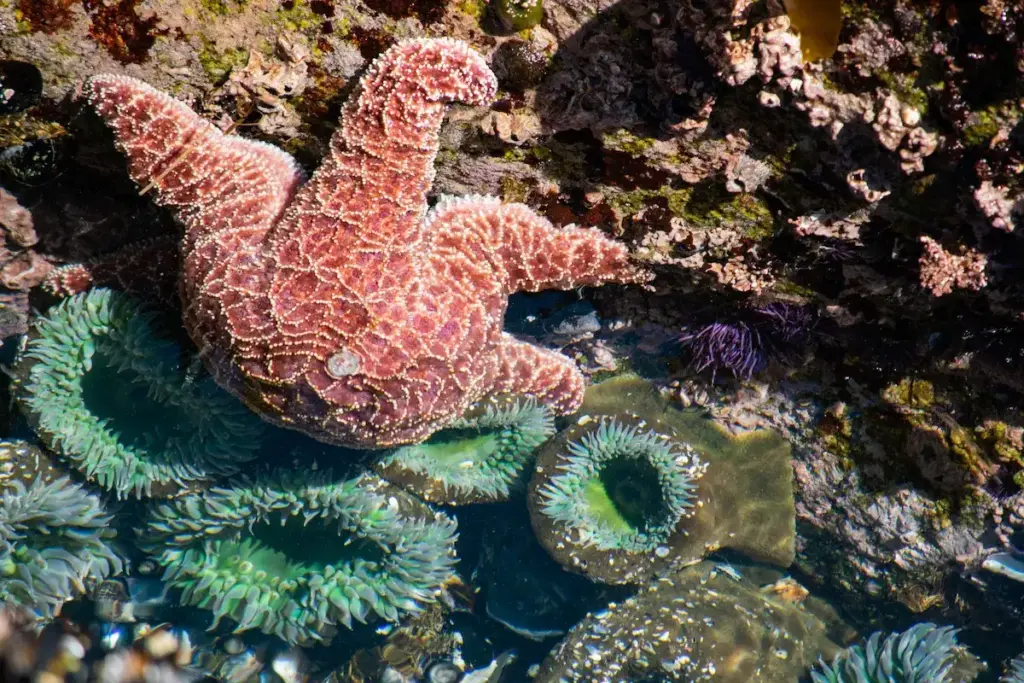 Sea star and anemone