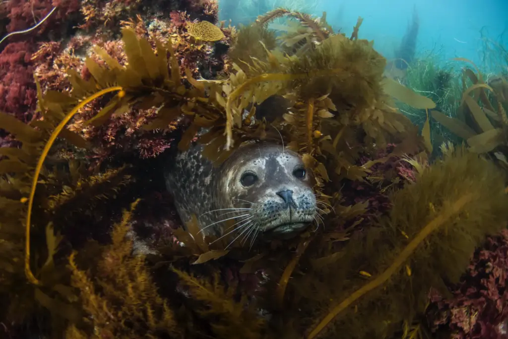 Seal swims through kelp and algae