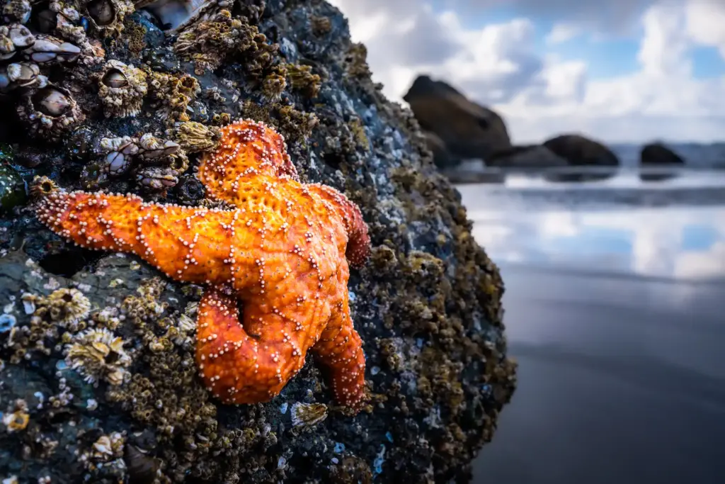 Sea star on a rock during low tide intertidal zone
