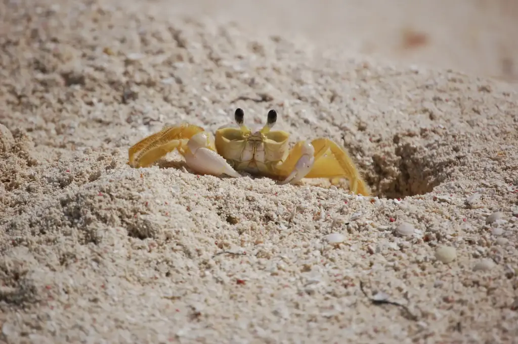 A crab on the sand