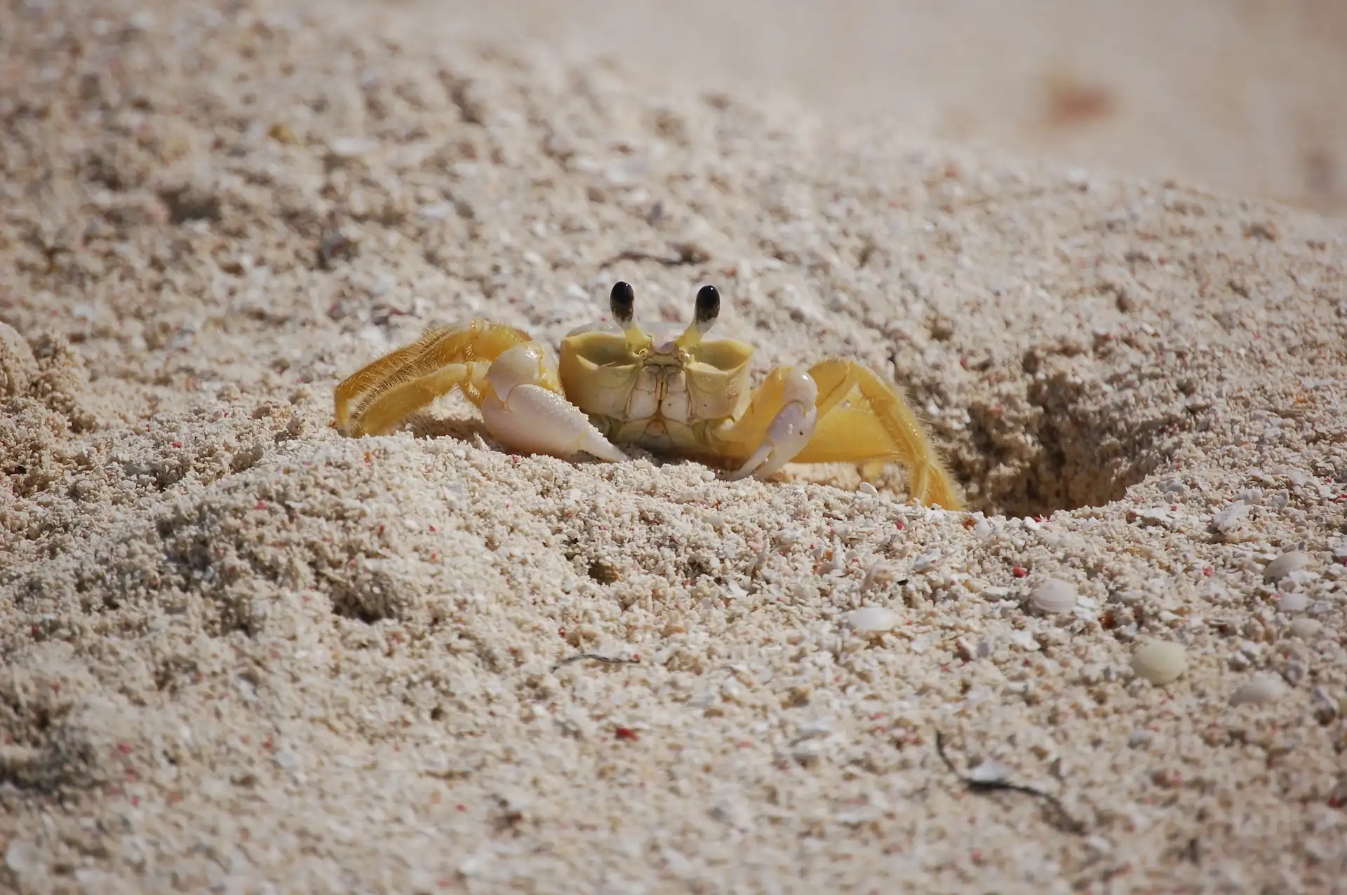 A crab on the sand