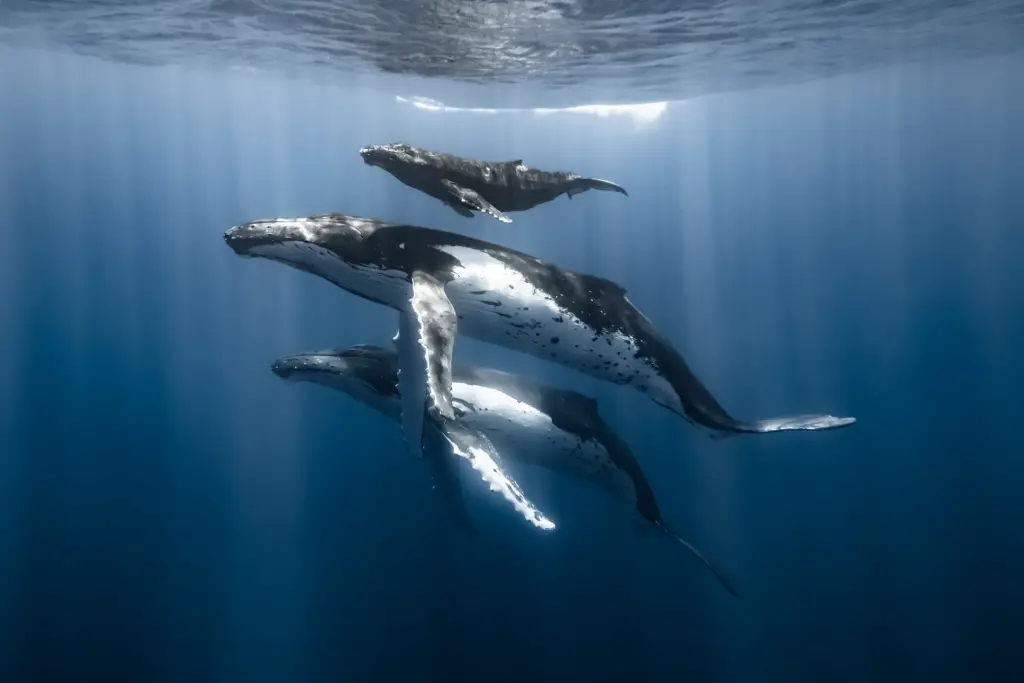 3 generations of humpback whales glide gracefully just beneath the blue ocean's surface. Beams of sunlight shine down on them through the waves breaking above.