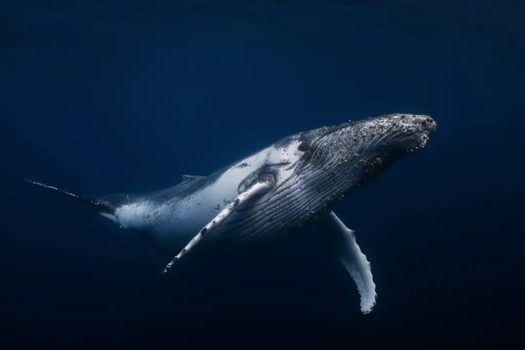 Humpback whale in ocean