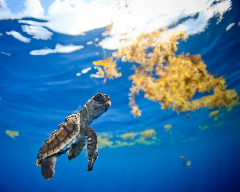 Sea turtle swimming in sargassum seaweed