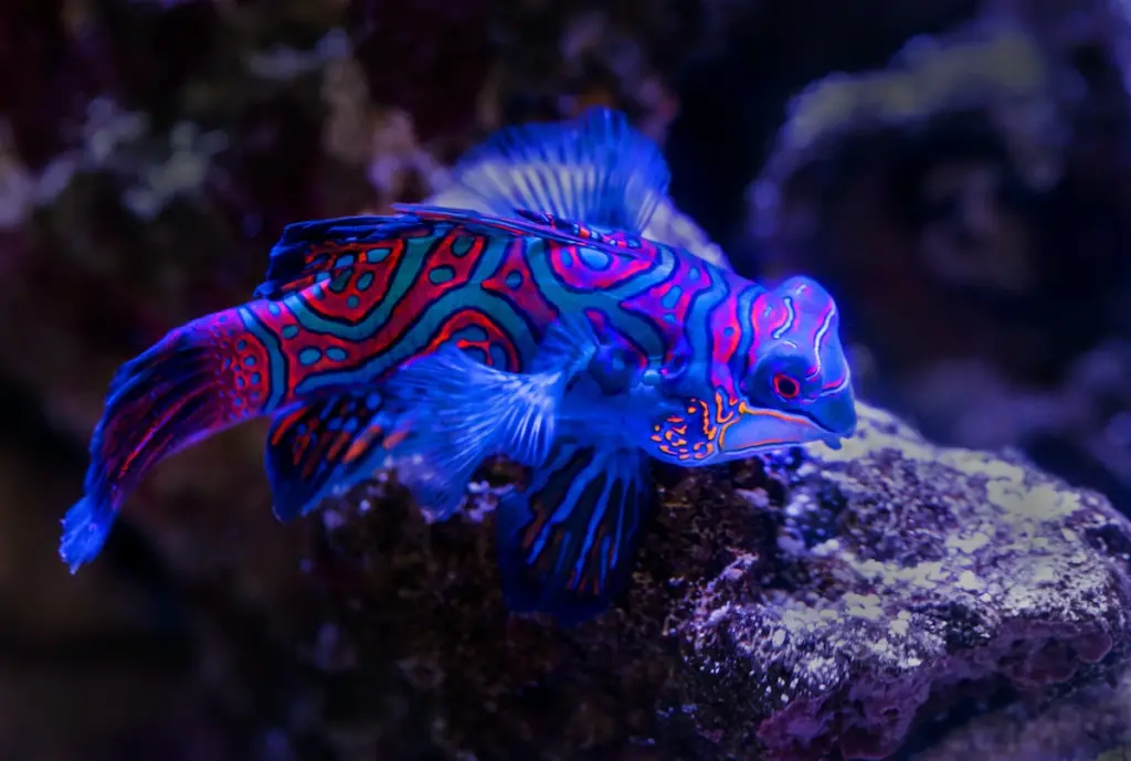 A colorful dragonet fish swims in the ocean