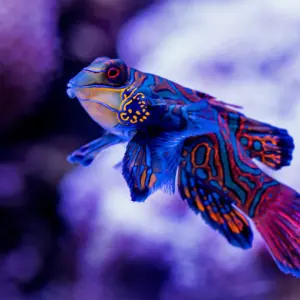 What is a Dragonet?