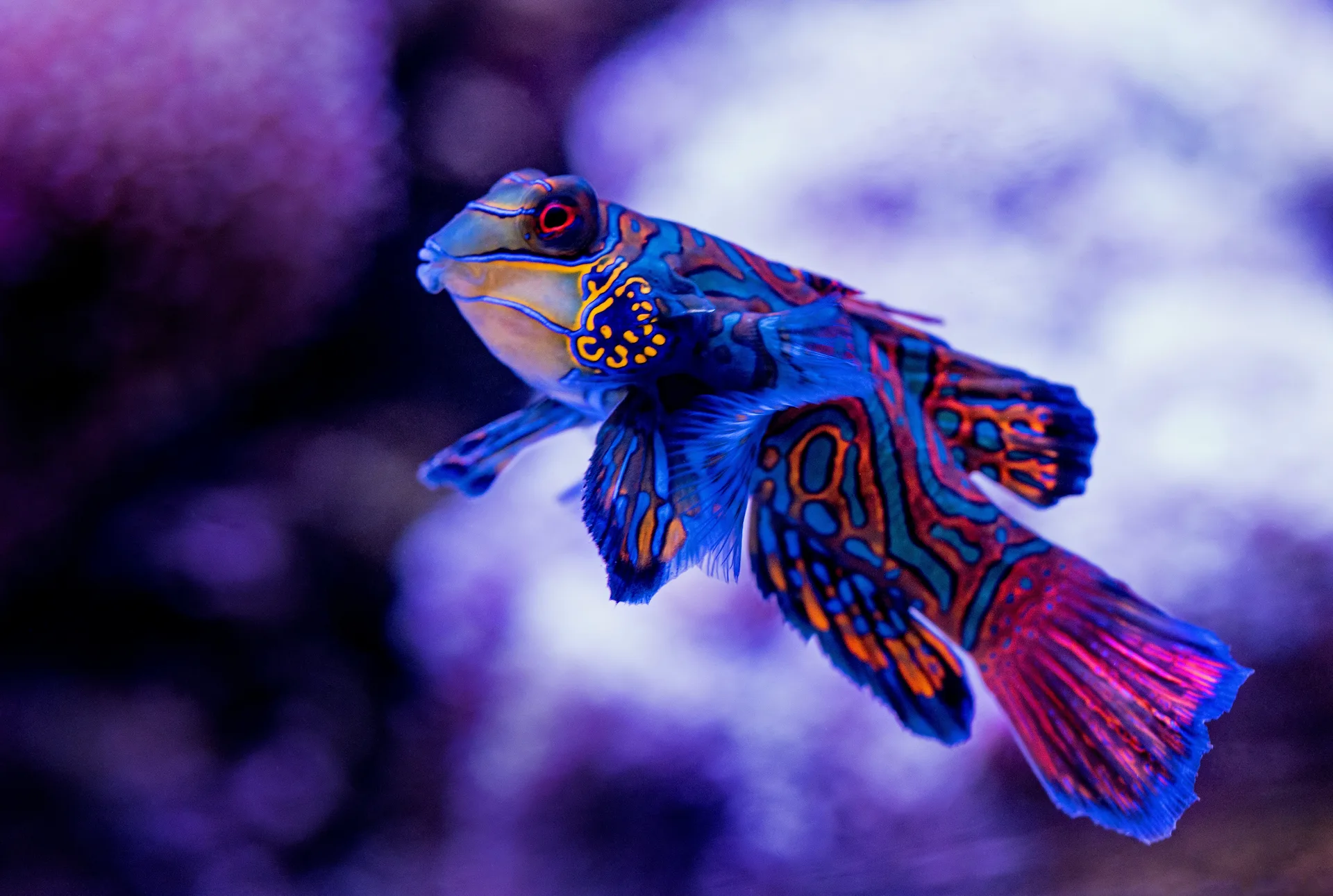 A colorful dragonet fish swims in the ocean