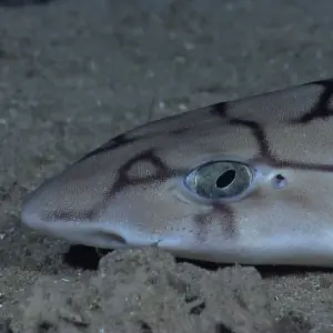 All About the Catshark
