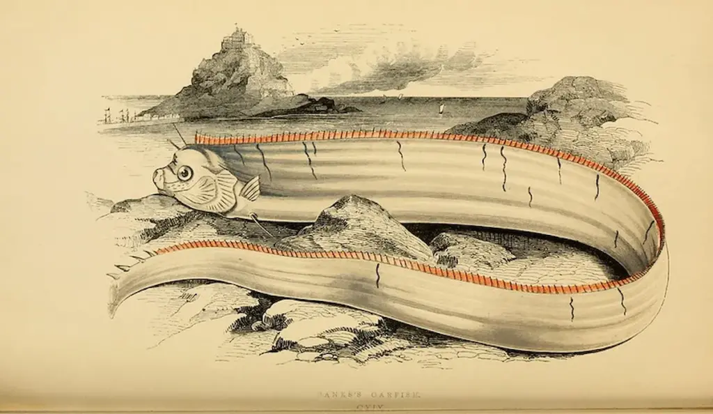 Oarfish Doomsday fish Illustration