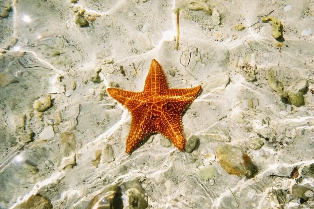 Sea star in ocean
