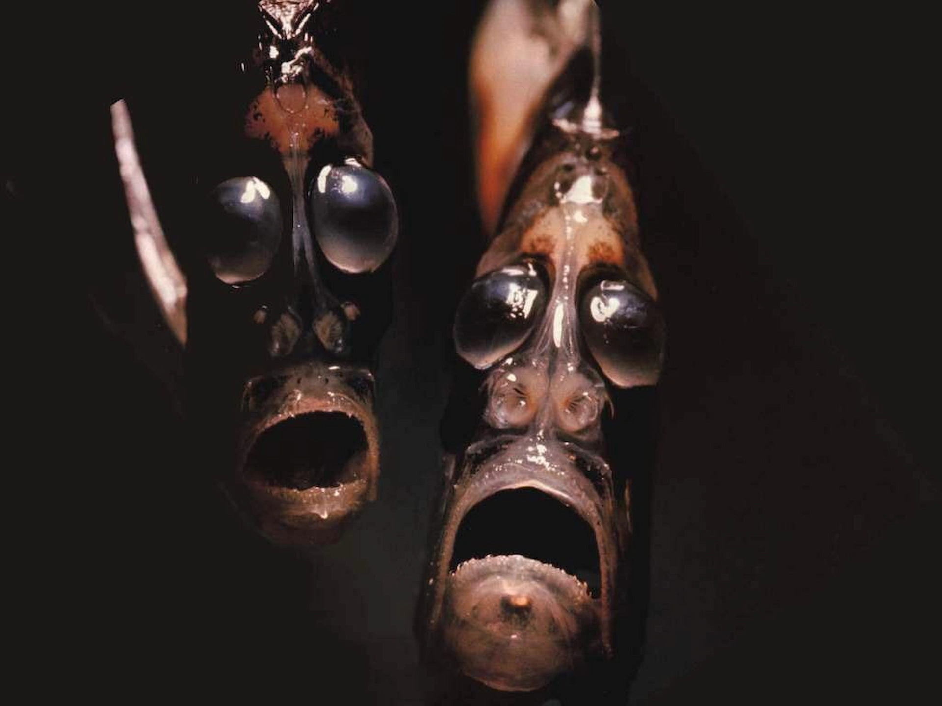 Two deep sea hatchetfish