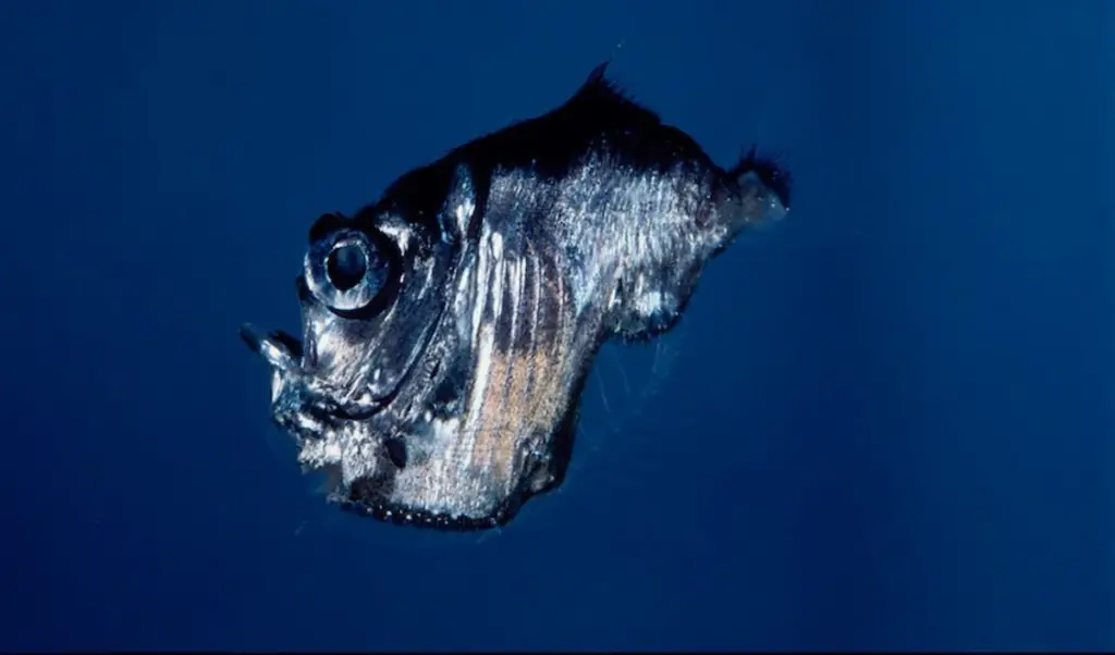 A hatchetfish