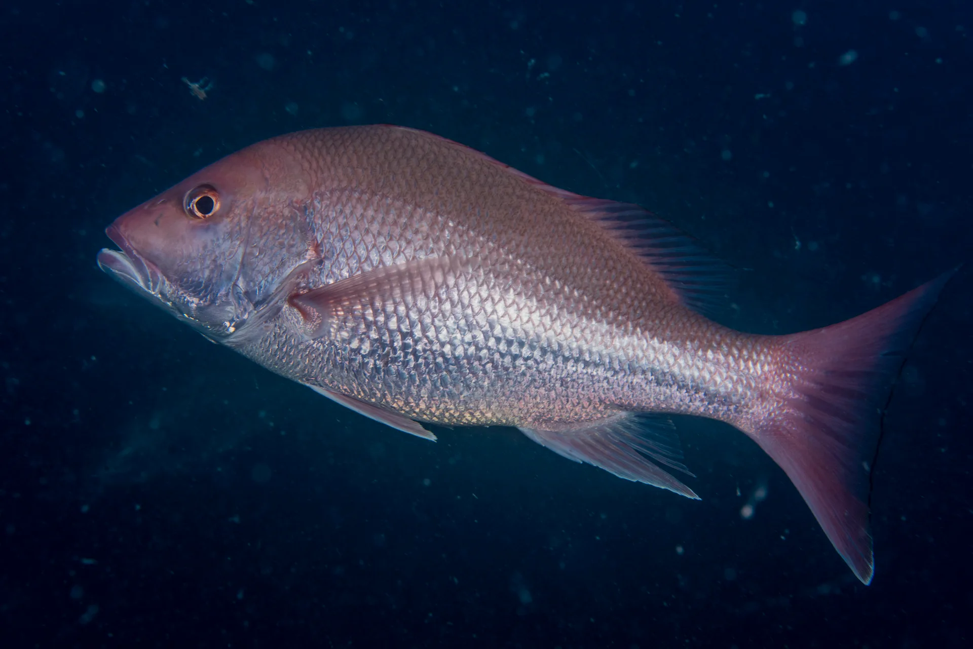 Restoring the Gulf of Mexico's Red Snapper Fishery - Ocean Conservancy
