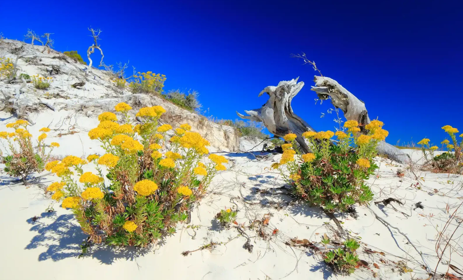 Sand dune with flowers