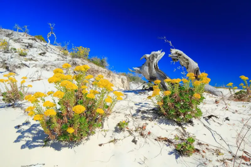 Sand dune with flowers