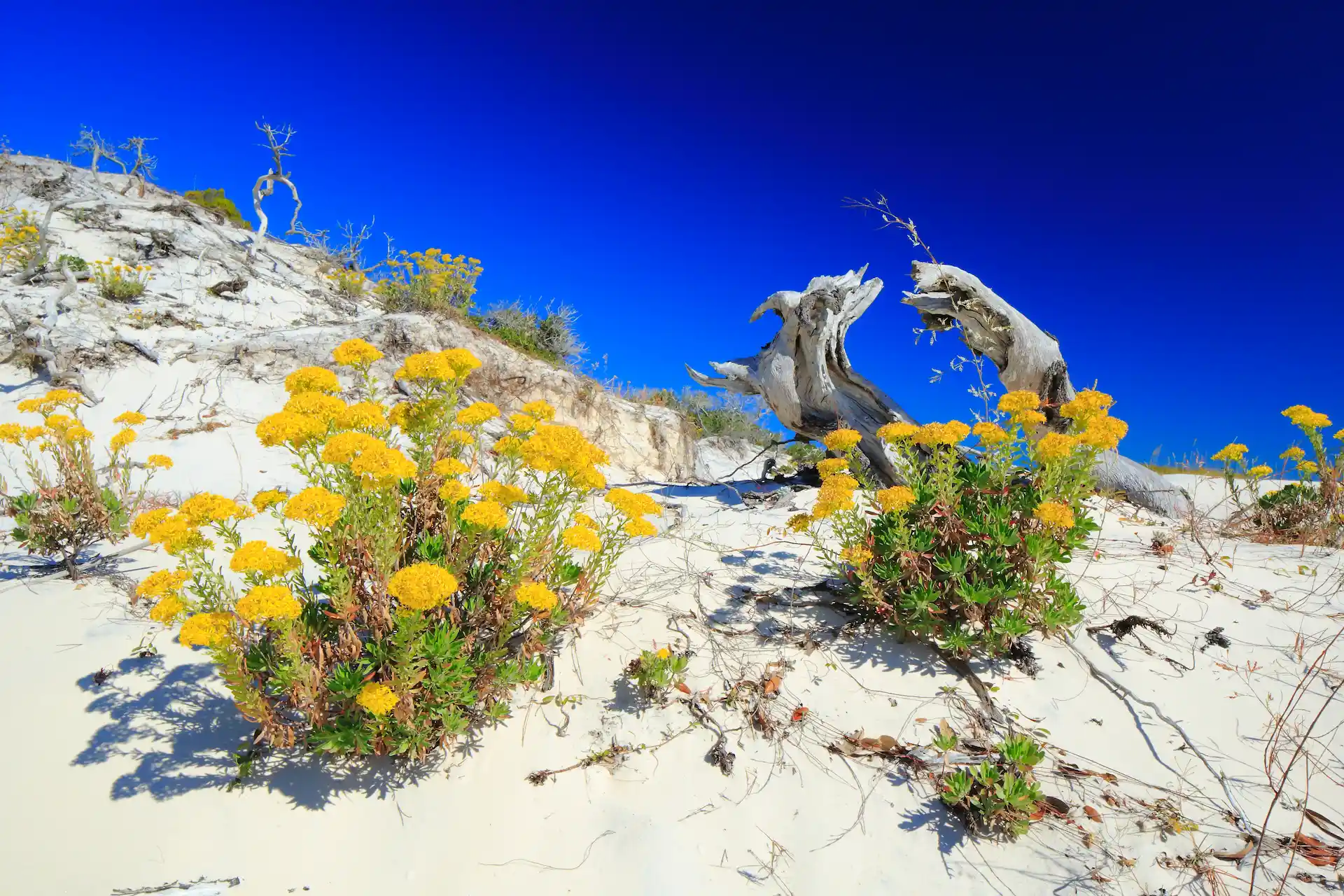 Sand dune with flowers