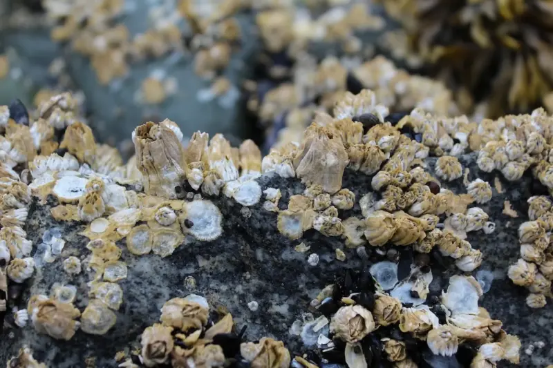 Barnacles in a cluster