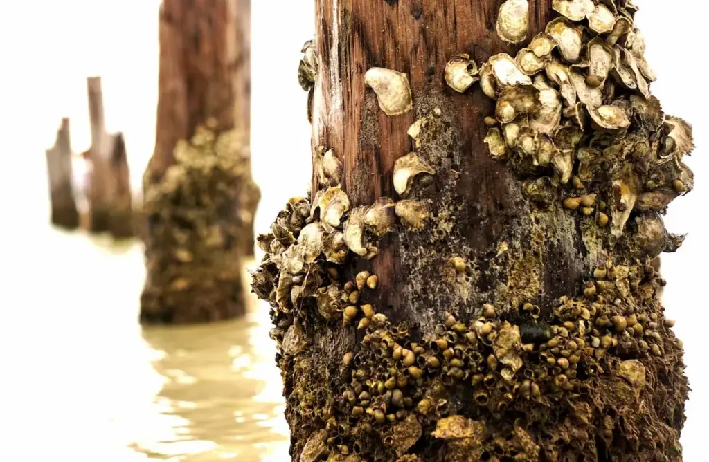Barnacles on a pier