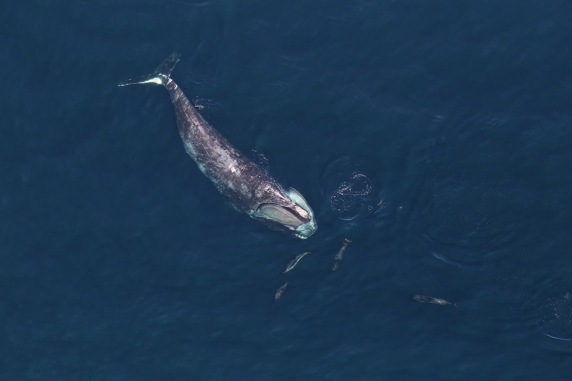 North Atlantic Right Whale in ocean