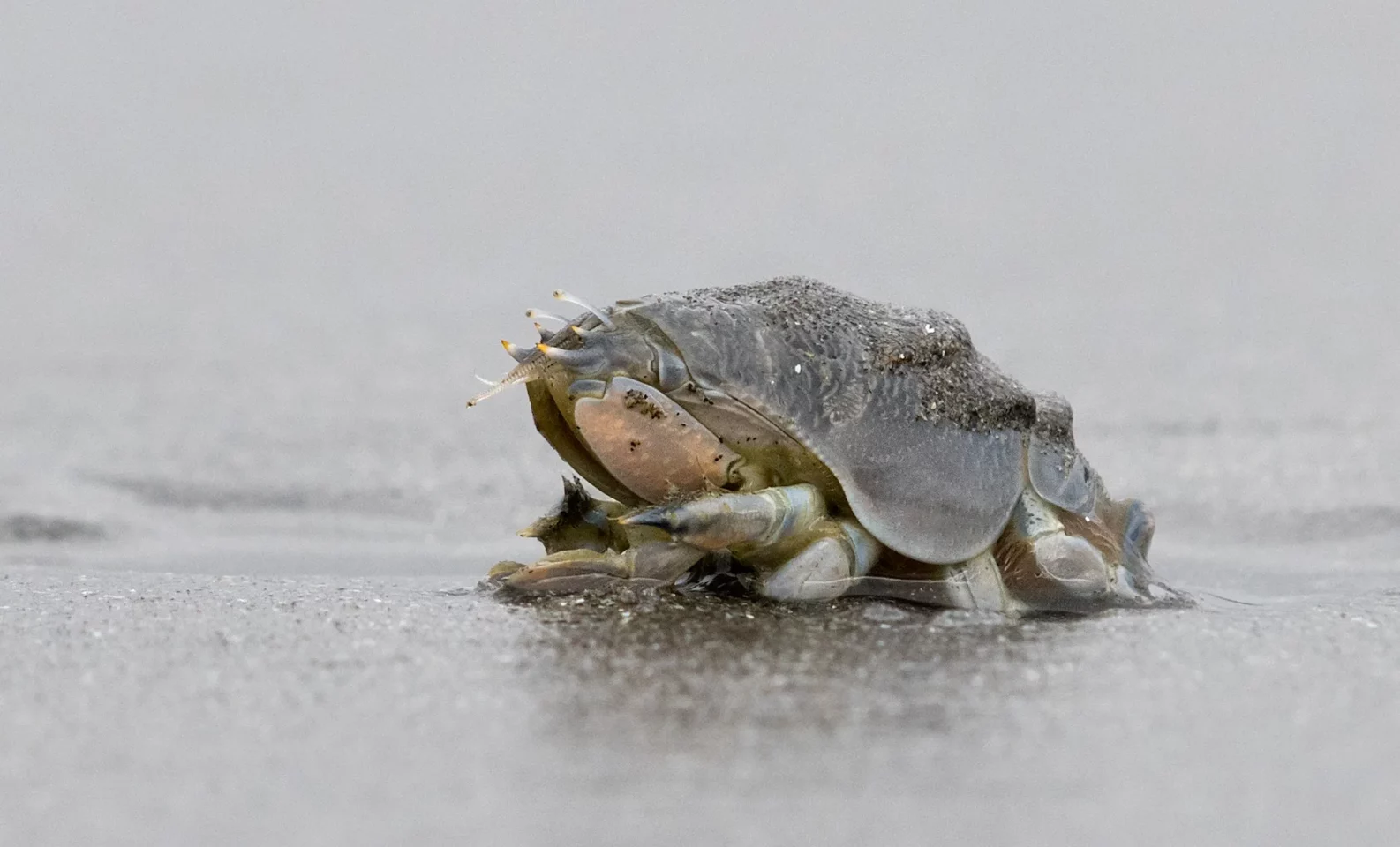 A mole crab sits on the wet sand
