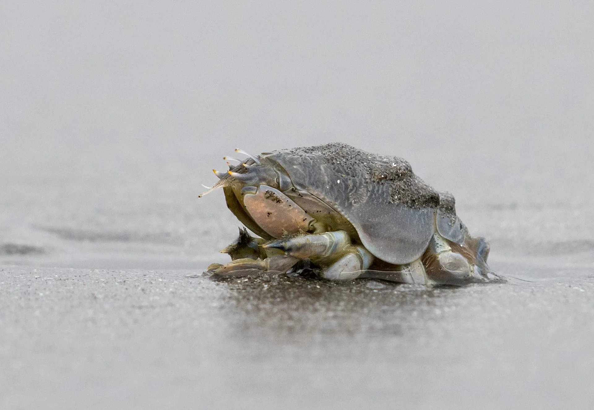 A mole crab sits on the wet sand