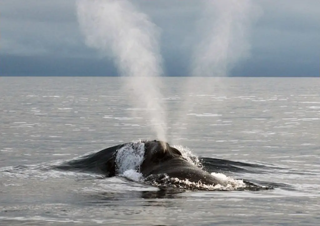 North Pacific Right Whale in the ocean using blowhole