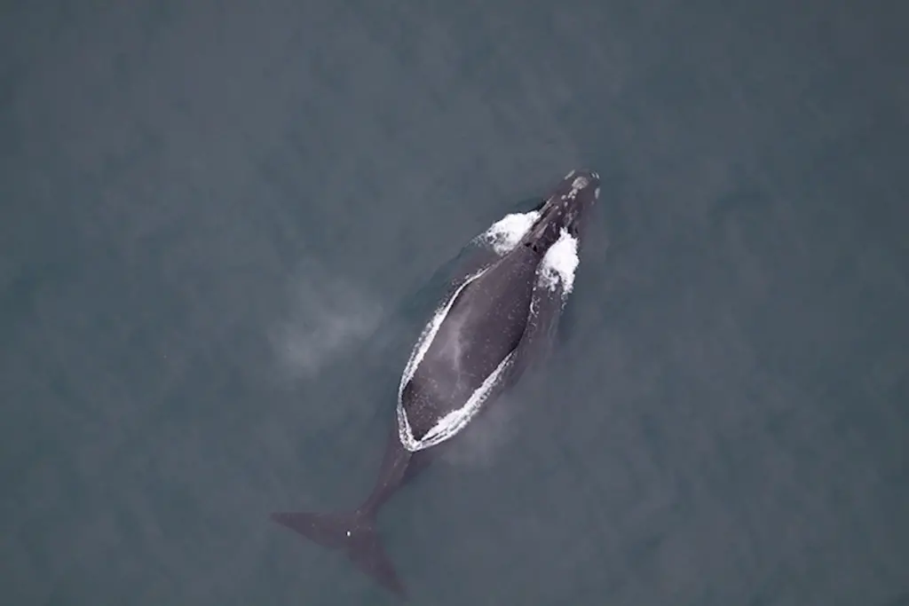 North Pacific Right Whale in the ocean rarest whales