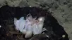 New octopus species Mother octopus and babies