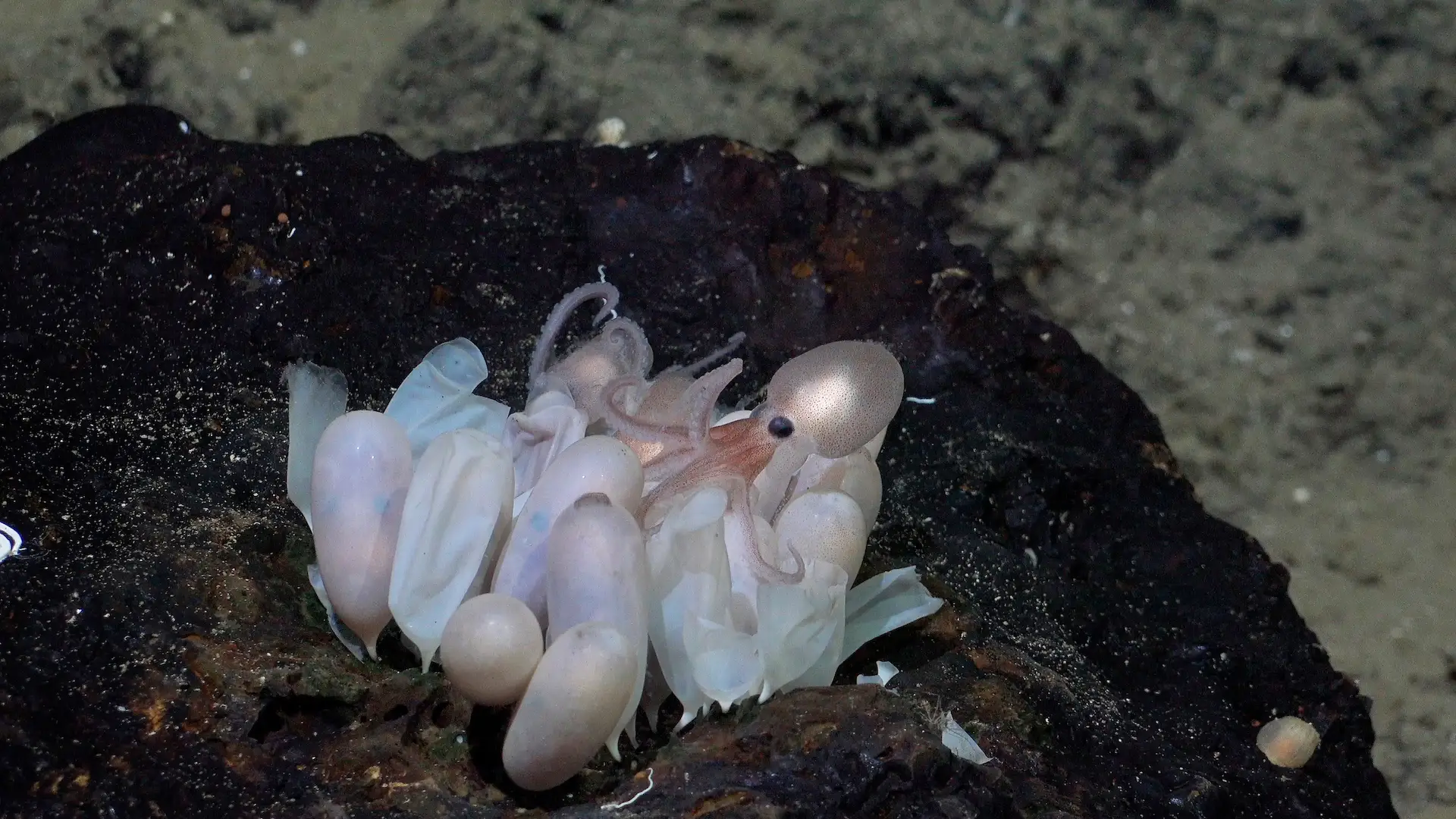 New octopus species Mother octopus and babies