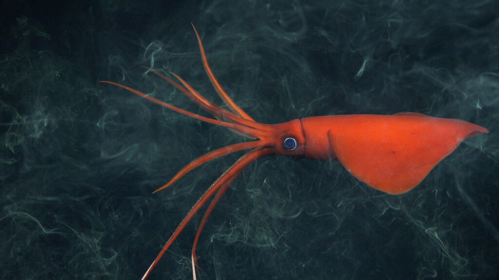 rarely-seen whiplash squid