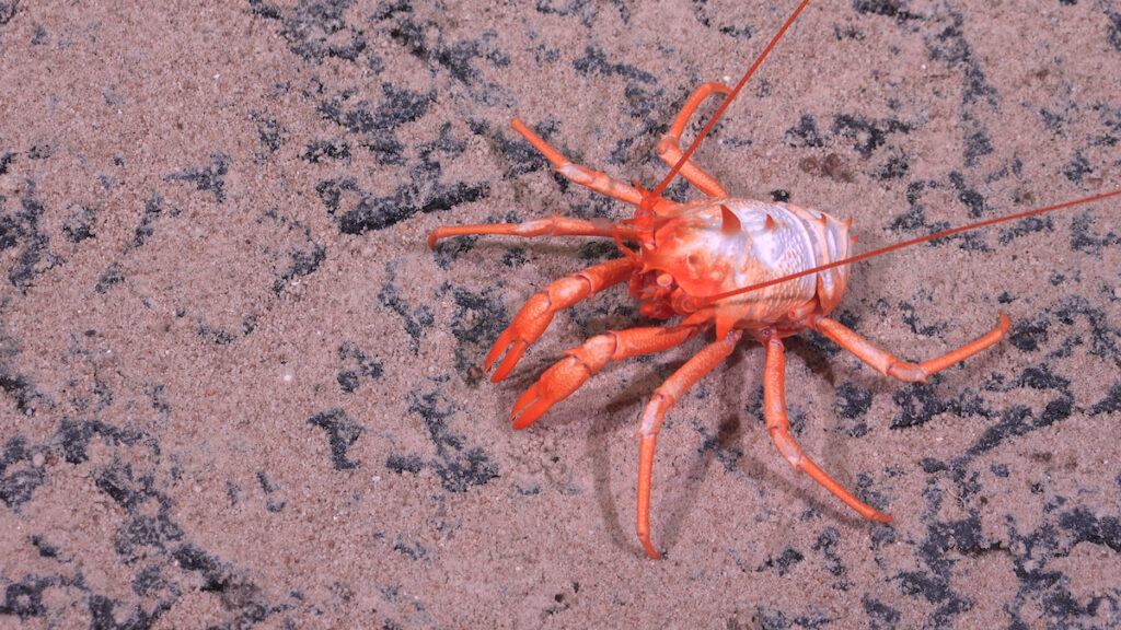 A squat lobster is documented on sediment
