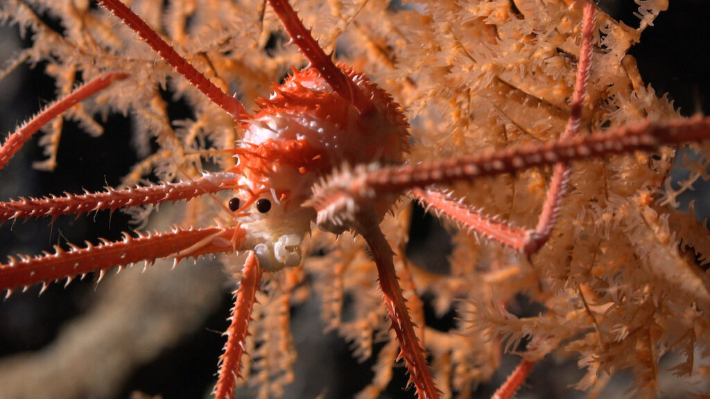 squat lobster perched in coral