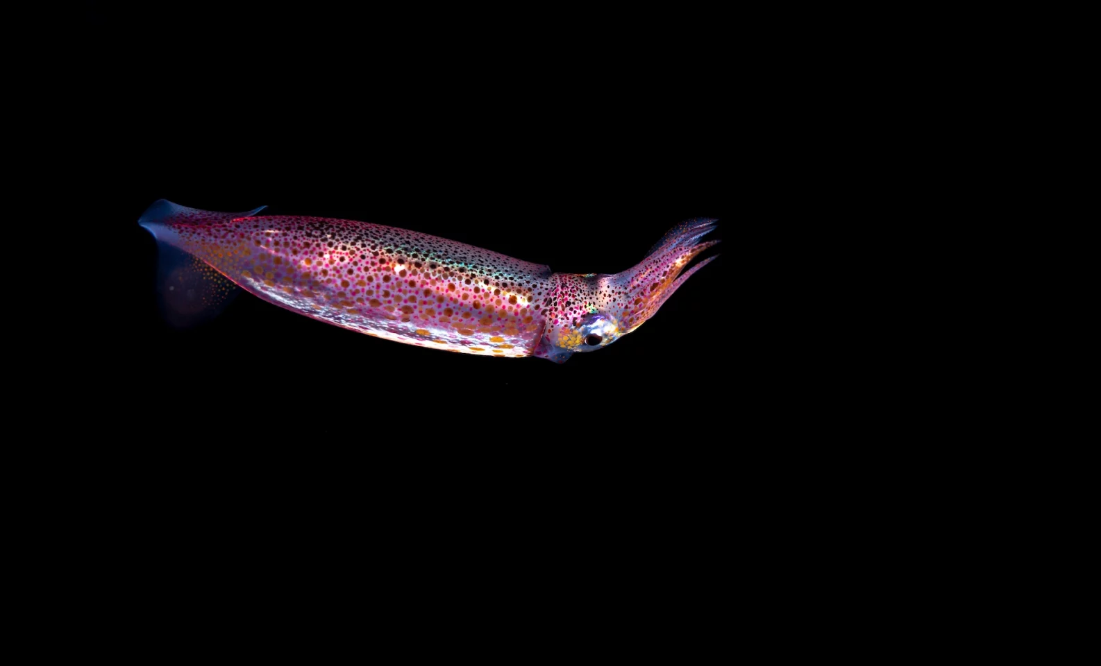 Neon Flying Squid in dark ocean