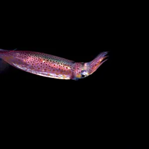 What is a Neon Flying Squid?