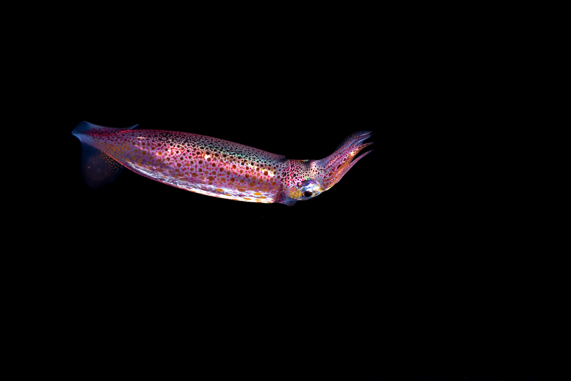 Neon Flying Squid in dark ocean