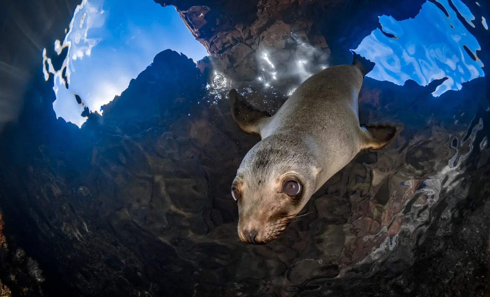 Sea lion Ocean animals