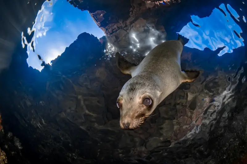 Sea lion Ocean animals