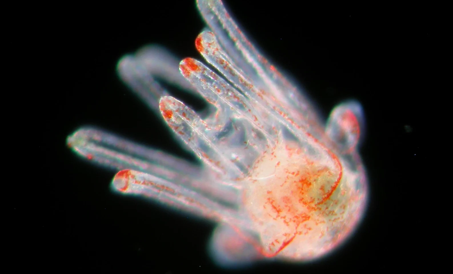 sea biscuit larva