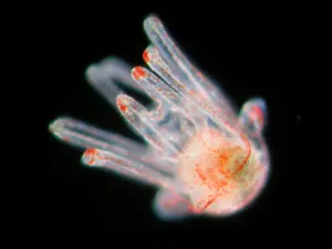 sea biscuit larva