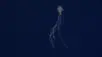 Bigfin squid in deep sea