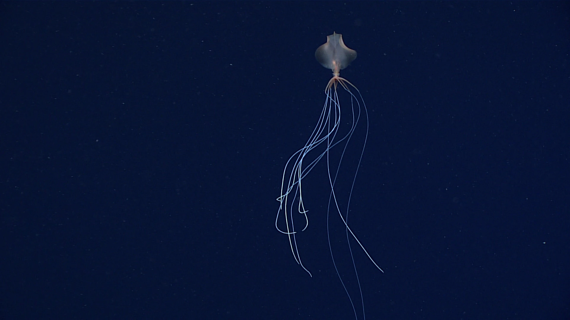 Bigfin Squid Bigfin Squid