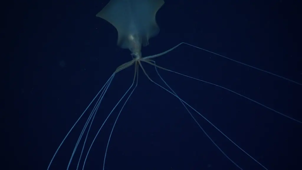 Bigfin squid in deep sea