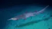 Goblin Shark