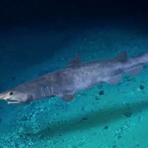 All About Goblin Sharks