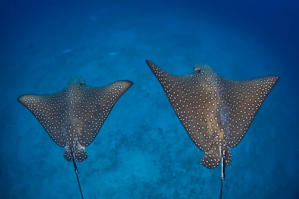 Two whitespotted eagle rays swim in ocean