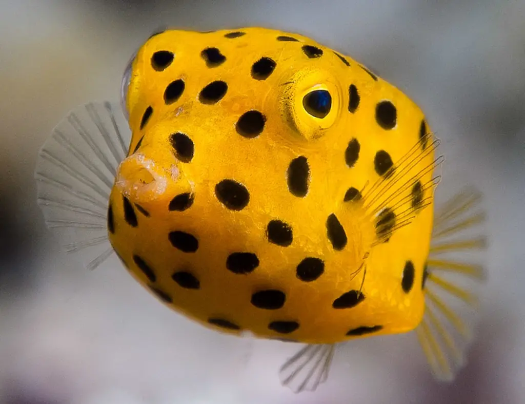 Yellow Boxfish in the ocean