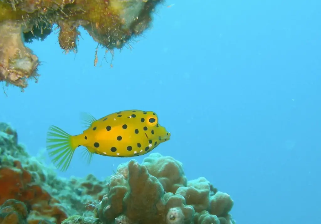 Is The Yellow Boxfish the Cutest Fish in the World?