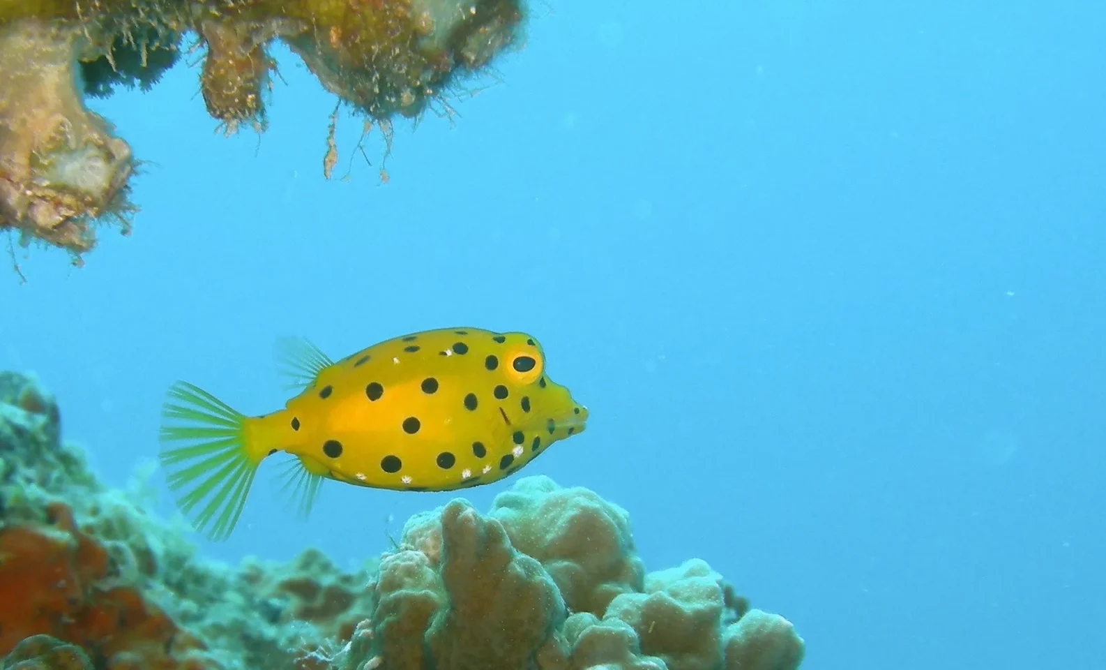Yellow Boxfish swimming in corals